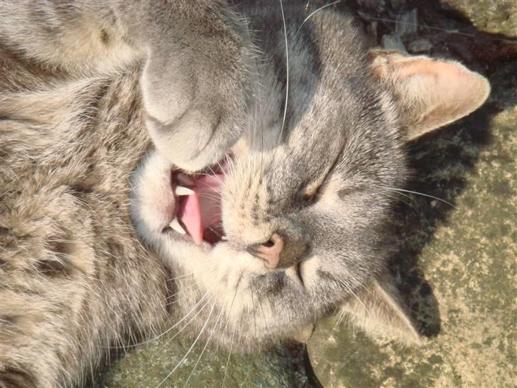 Huskat Katte-Misse (Sully) - VRÆÆÆL.... (se mine tænder) billede 1