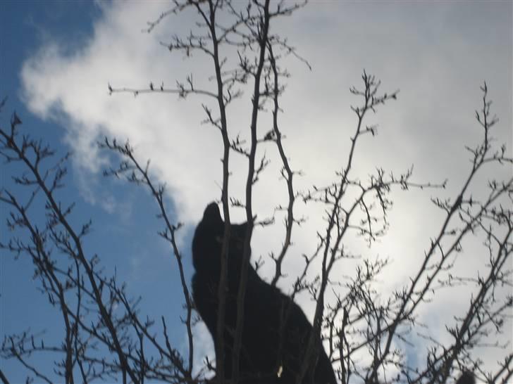 Huskat Godthåbs Ruth - R.I.P. billede 15