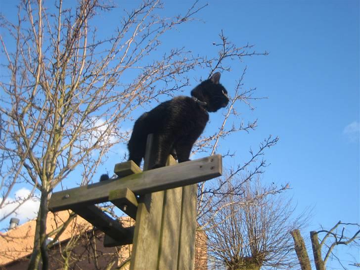 Huskat Godthåbs Ruth - R.I.P. - Har i nogensinde prøvet at blive reddet ned fra et træ på en bænk? :P billede 16