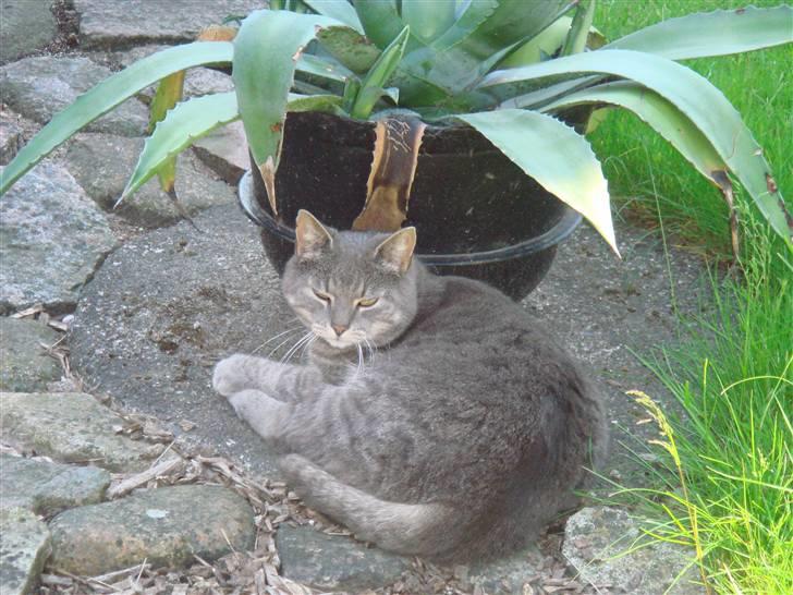 Huskat Katte-Misse (Sully) - ER han ikke sød? :p billede 2