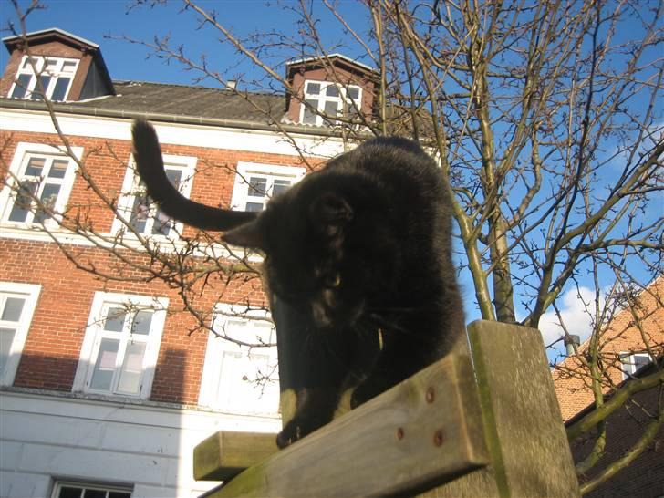 Huskat Godthåbs Ruth - R.I.P. - For det har Ruth. billede 17