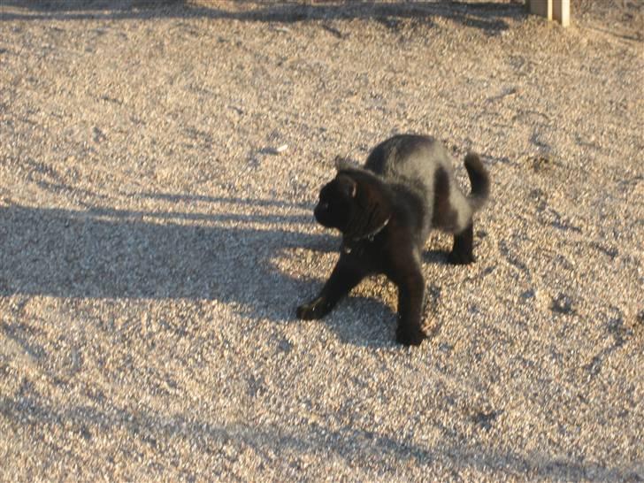 Huskat Godthåbs Ruth - R.I.P. - Jubiii så er man nede. billede 18