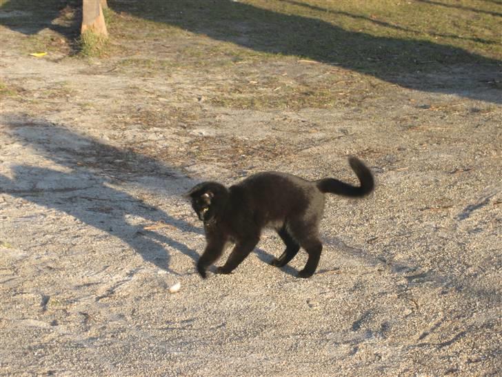 Huskat Godthåbs Ruth - R.I.P. billede 19