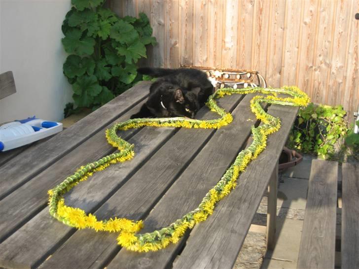 Huskat Godthåbs Ruth - R.I.P. - Hvad er det for en underlig blomsterting? billede 20