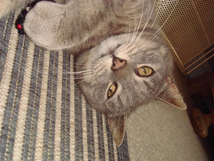 Huskat Katte-Misse (Sully) - på hovedet :) billede 3