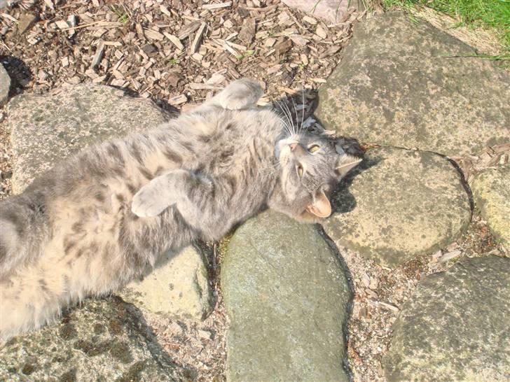 Huskat Katte-Misse (Sully) - min mis  billede 4