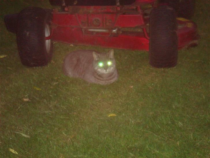 Huskat Katte-Misse (Sully) - øjnene lyder i mørket ? :p  billede 5