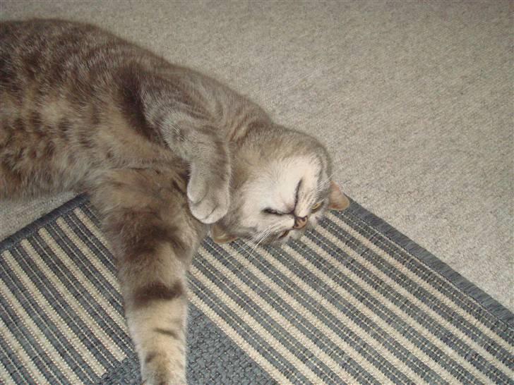 Huskat Katte-Misse (Sully) - søde mis :p billede 6