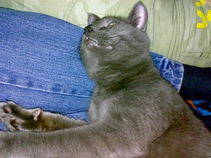 Blanding af racer Junior R.I.P min elskede - nuuus miiig  billede 8