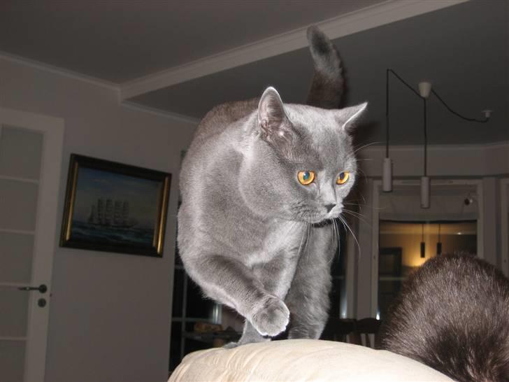 British Shorthair Emil - Mmm...ka lugte choko-is... billede 9
