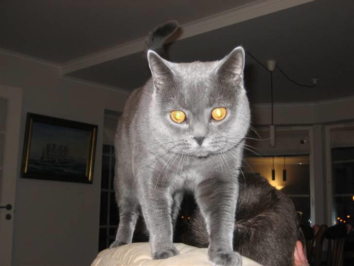 British Shorthair Emil billede 10