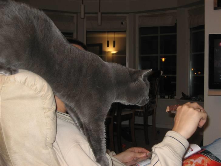 British Shorthair Emil - Lad så min is være... billede 11