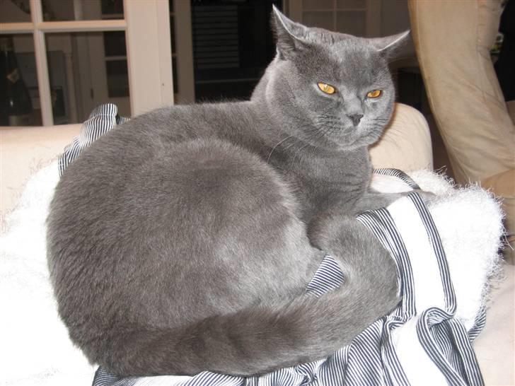 British Shorthair Emil billede 12