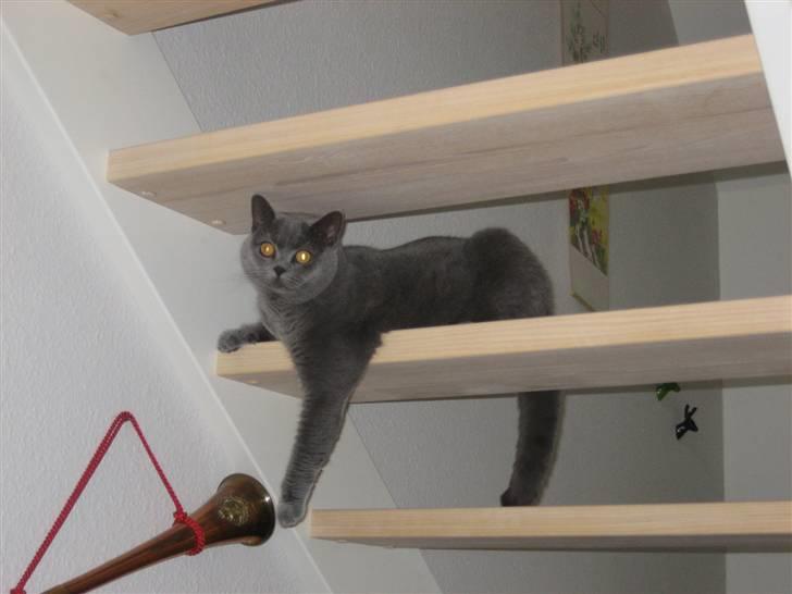 British Shorthair Ida billede 13