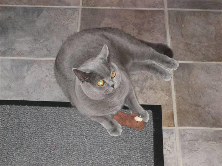 British Shorthair Ida billede 14