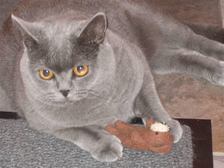 British Shorthair Ida billede 15