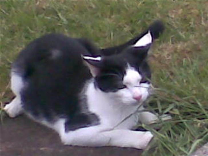 Huskat Muggi *R.I.P.* - hvis man ligger på fliserne får man ikke fars lange græs i næsen. billede 1