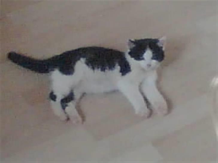 Huskat Muggi *R.I.P.* - Jeg er altså meget lang.. hvis man tager min hale med. billede 3