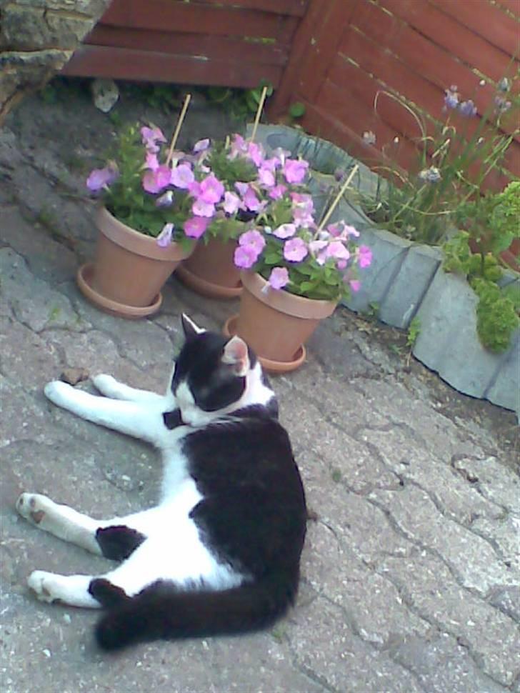 Huskat Muggi *R.I.P.* - Der er så hyggeligt ved mors blomster billede 4