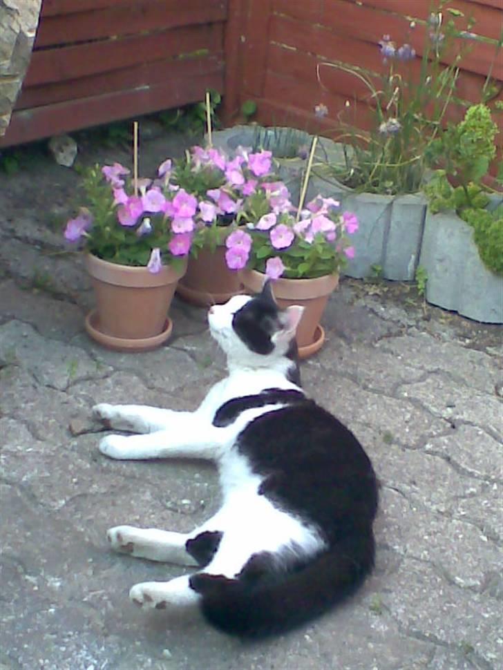 Huskat Muggi *R.I.P.* - Mors blomster dufter altså godt billede 5