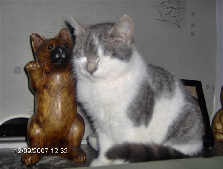 Blanding af racer Bette My Solgt :-( billede 1