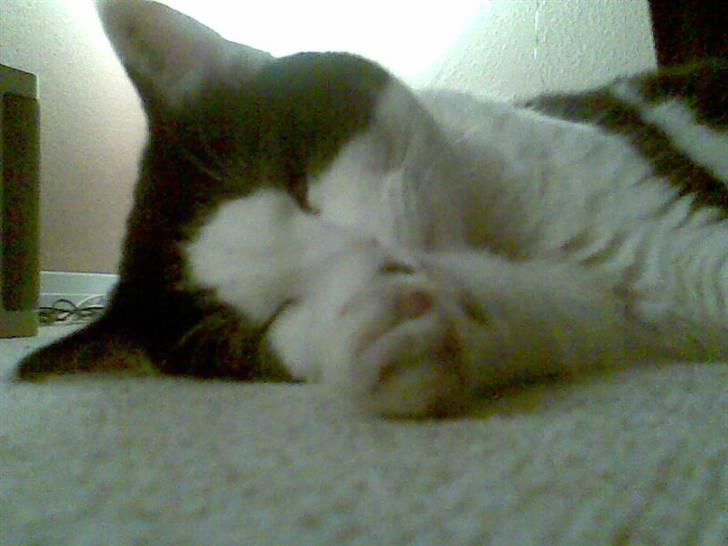 Huskat Muggi *R.I.P.* - man kan godt blive meget træt sidst på dagen. billede 6