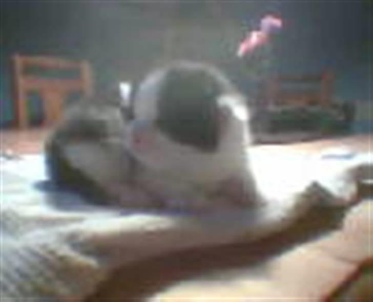 Huskat Muggi *R.I.P.* - Så lille var jeg dengang... Før mor og far hentede mig hjem.. billede 7