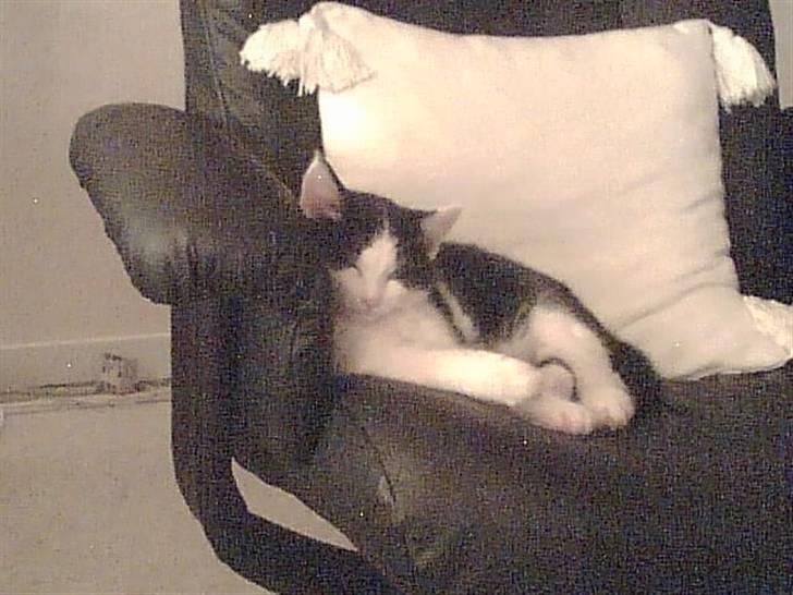 Huskat Muggi *R.I.P.* - Ja far måtte finde et andet sted at stene tv for jeg tog hans stol billede 8