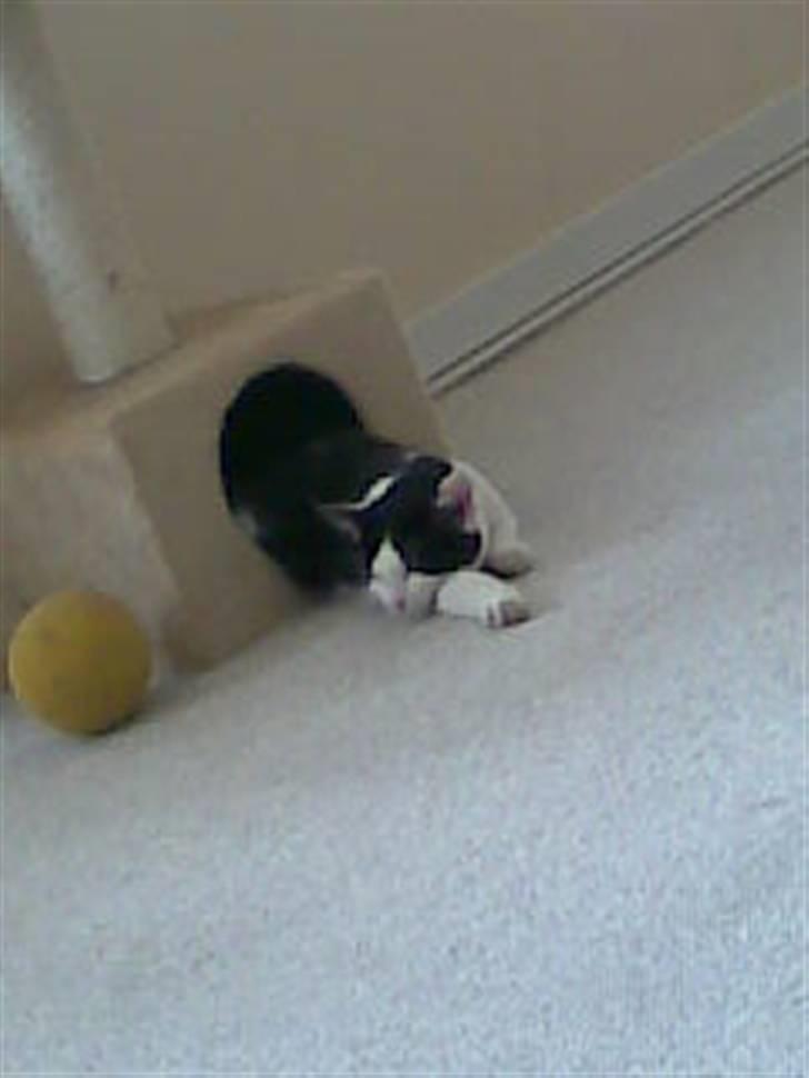 Huskat Muggi *R.I.P.* - Nogen gange kommer man ikke så langt inden man falder i søvn igen billede 9