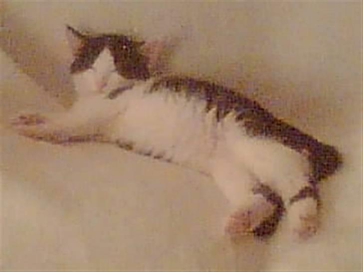 Huskat Muggi *R.I.P.* - Jeg kan også gasse den på sofaen på mors tæppe. billede 10