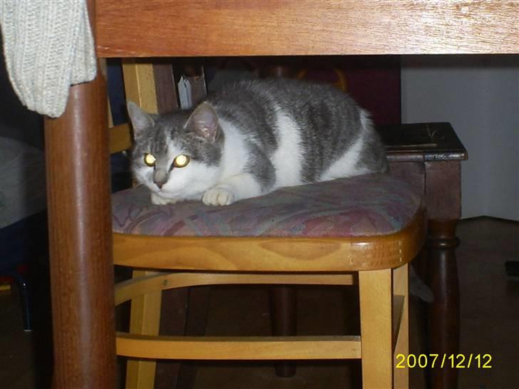 Blanding af racer Bette My Solgt :-( billede 2