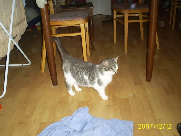 Blanding af racer Bette My Solgt :-( billede 3