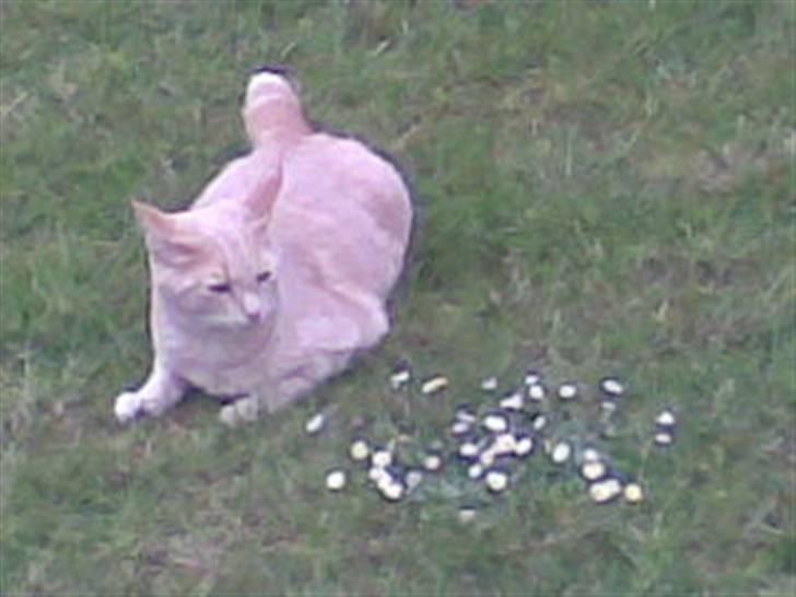 Huskat Garfield *R.I.P.* - Blomster er nu dejlige.. billede 1