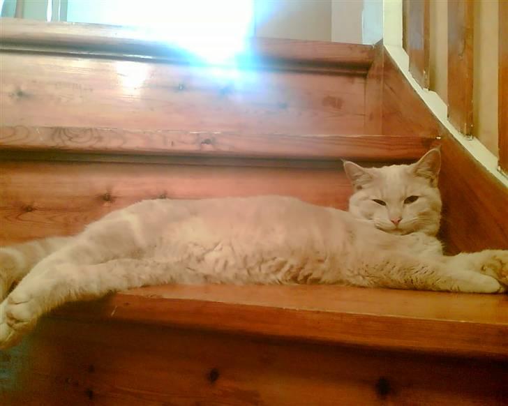 Huskat Garfield *R.I.P.* - lækkert med en trappe hvor man kan ligge og have udsigt.. (hovededøren er bag fotograf) billede 2