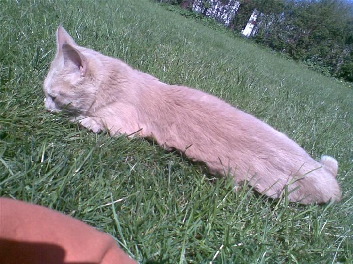 Huskat Garfield *R.I.P.* - nogen gange må man bare bide i græsset. billede 3