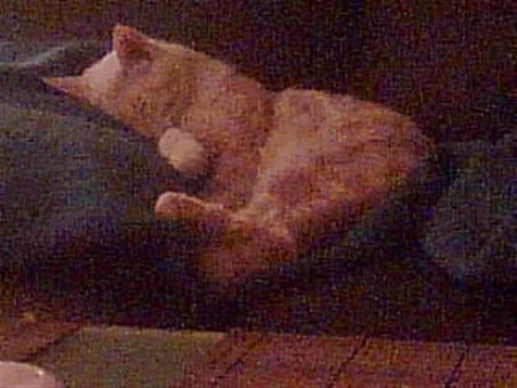 Huskat Garfield *R.I.P.* - Kørt træt af lillebror (muggi) billede 4