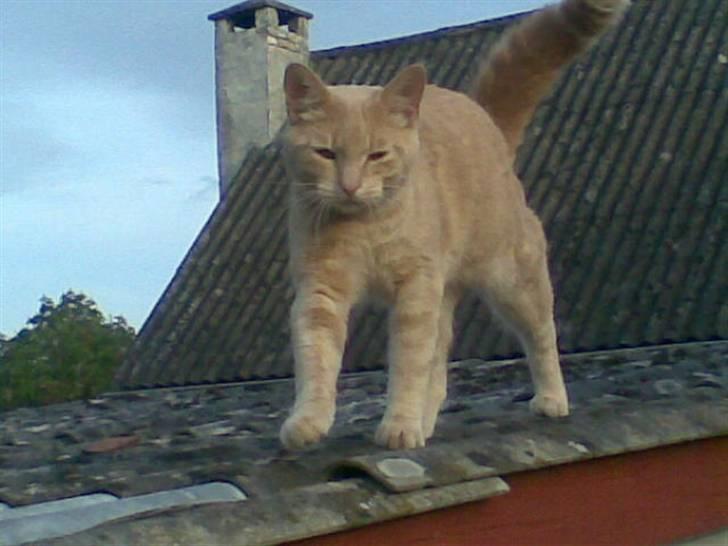 Huskat Garfield *R.I.P.* - Kat på et varmt eternit-tag billede 5