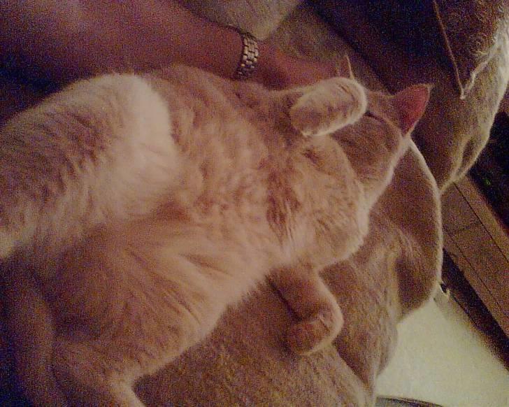 Huskat Garfield *R.I.P.* - Nus min mave, jeg har spist for meget!! billede 6