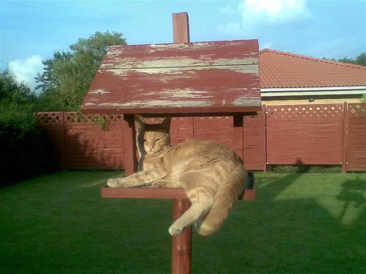 Huskat Garfield *R.I.P.* - Pip pip pip.. kom s må piphanser... billede 7