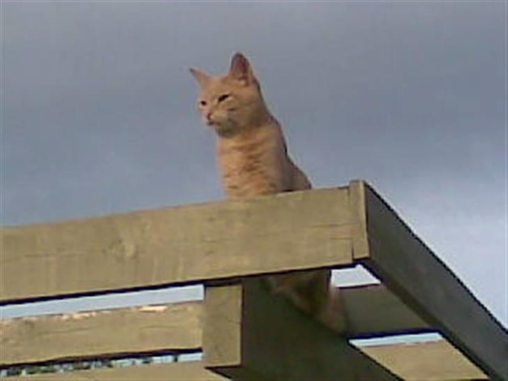 Huskat Garfield *R.I.P.* - er der nogen mus i sigte?? billede 8