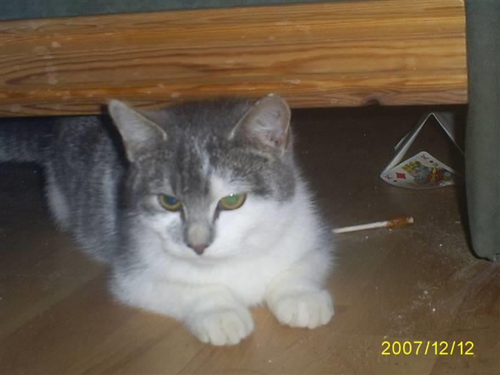 Blanding af racer Bette My Solgt :-( billede 4