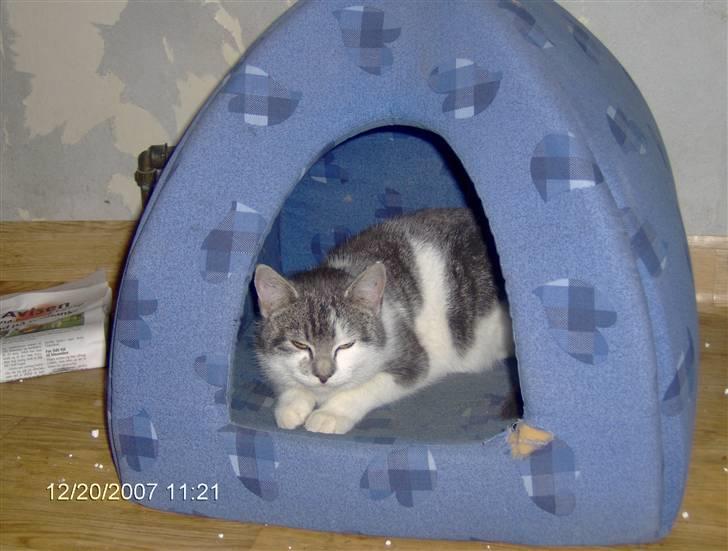 Blanding af racer Bette My Solgt :-( billede 5