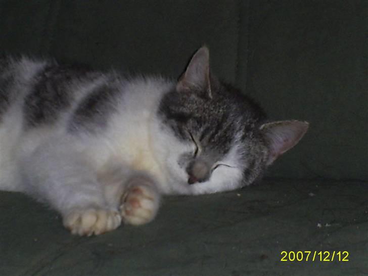 Blanding af racer Bette My Solgt :-( billede 6