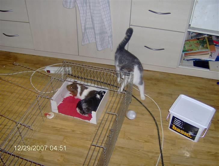 Blanding af racer Bette My Solgt :-( billede 7