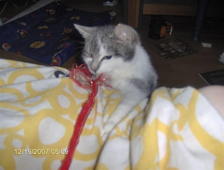 Blanding af racer Bette My Solgt :-( billede 8