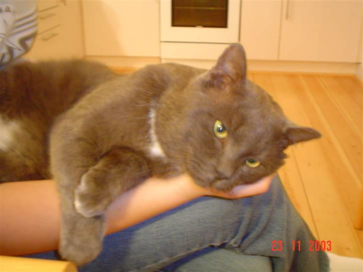 Huskat Oliver billede 1