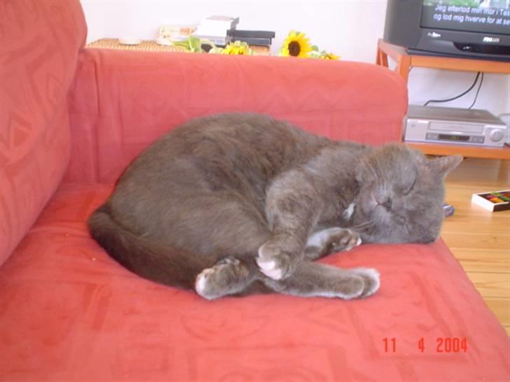 Huskat Oliver billede 2