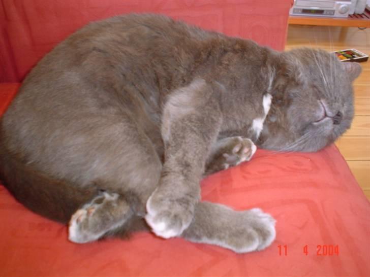 Huskat Oliver billede 3