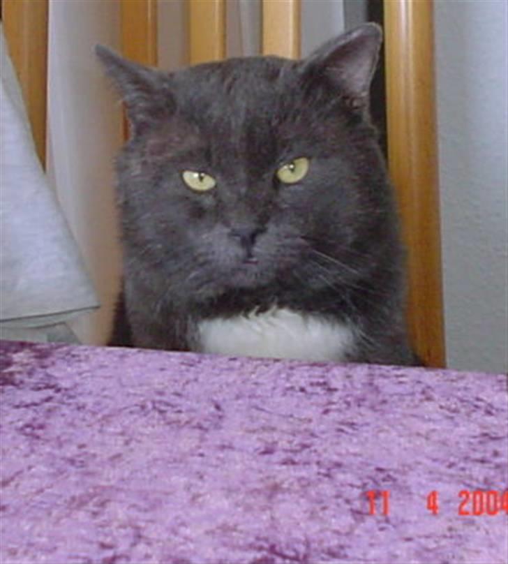 Huskat Oliver billede 4