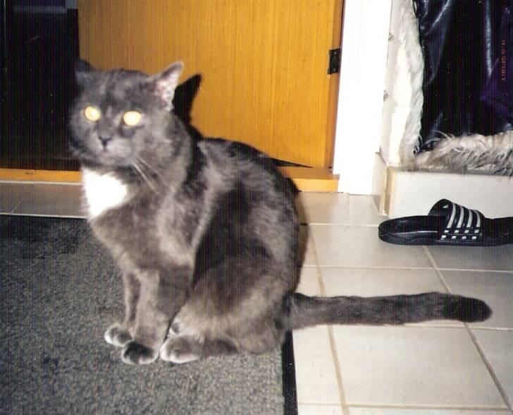 Huskat Oliver billede 5